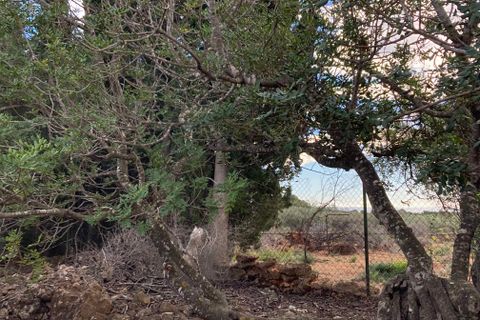 Finca i El Perello, Tarragona, El Perello - € 77.000 | Ref: Finca Manu Ampo - foto 26